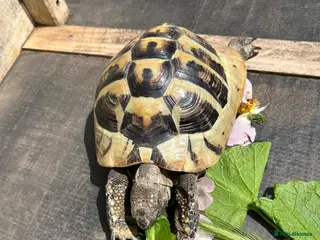 Tortoise reptiles Male tortoise - Advert 16