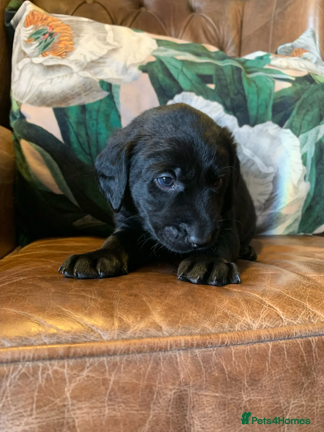 Labrador Retriever dogs for sale: Gorgeous standout Bowes-Lyon Lab KC registered  - Advert 6