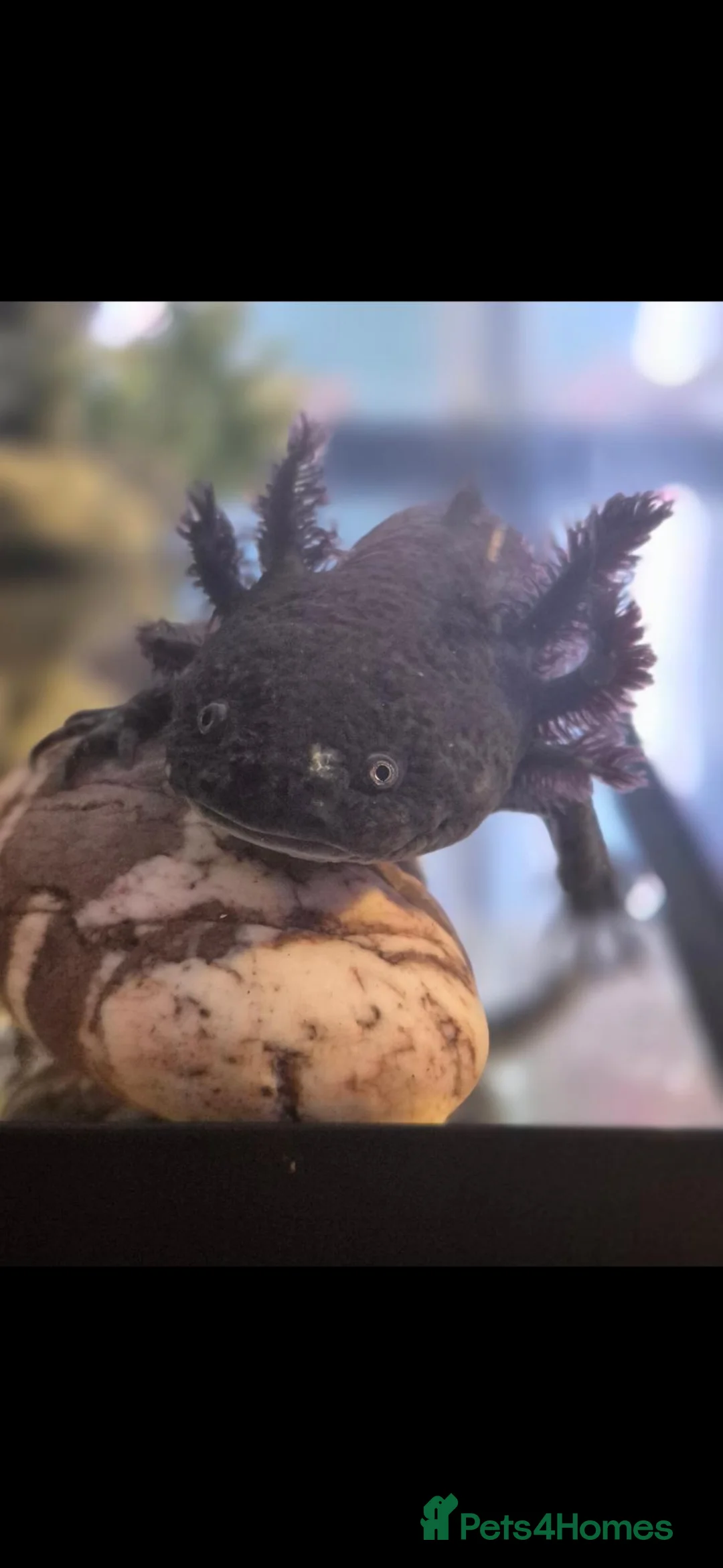 Axolotl reptiles for sale: Black axolotl and set up - Advert 4