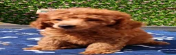Toy Poodle dogs for sale: Toy Poodle Female Red Extensively Health Tested  - Advert 2