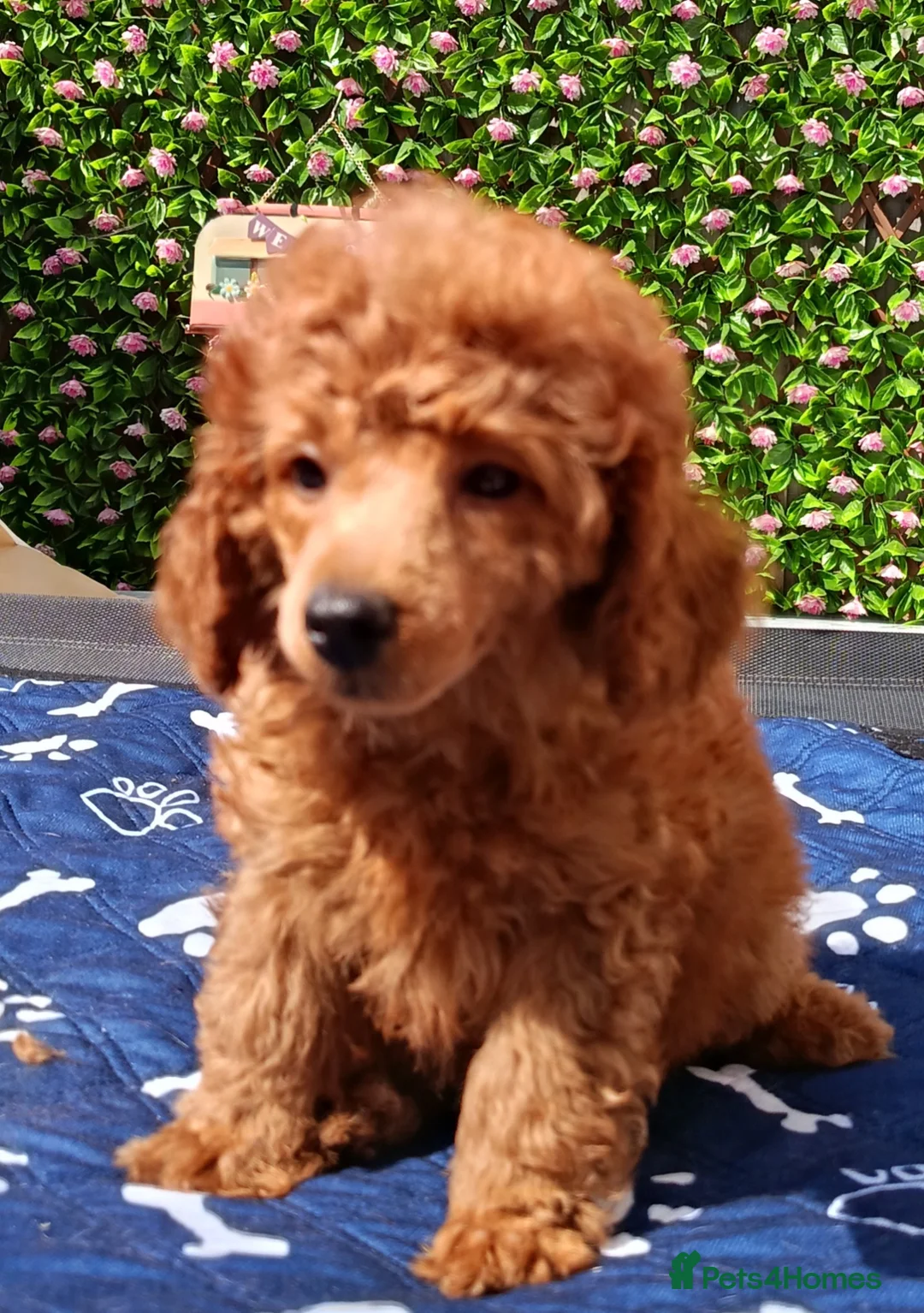 Toy Poodle dogs for sale: Toy Poodle Female Red Extensively Health Tested  - Advert 2