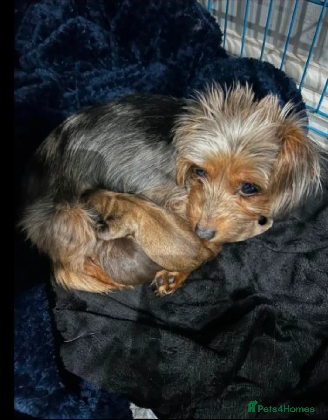 Mixed Breed dogs for sale: Adorable Miniature Dachshund Puppies - Advert 3