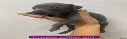 Italian Greyhound dogs for sale: 7/8 Italian greyhound puppies in Sutton Coldfield - Advert 7