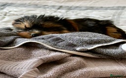 Yorkshire Terrier dogs for sale: Yorkshire terrier pups - Image 6