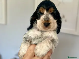 Cocker Spaniel dogs Cocker Spaniel Show Type - Advert 2