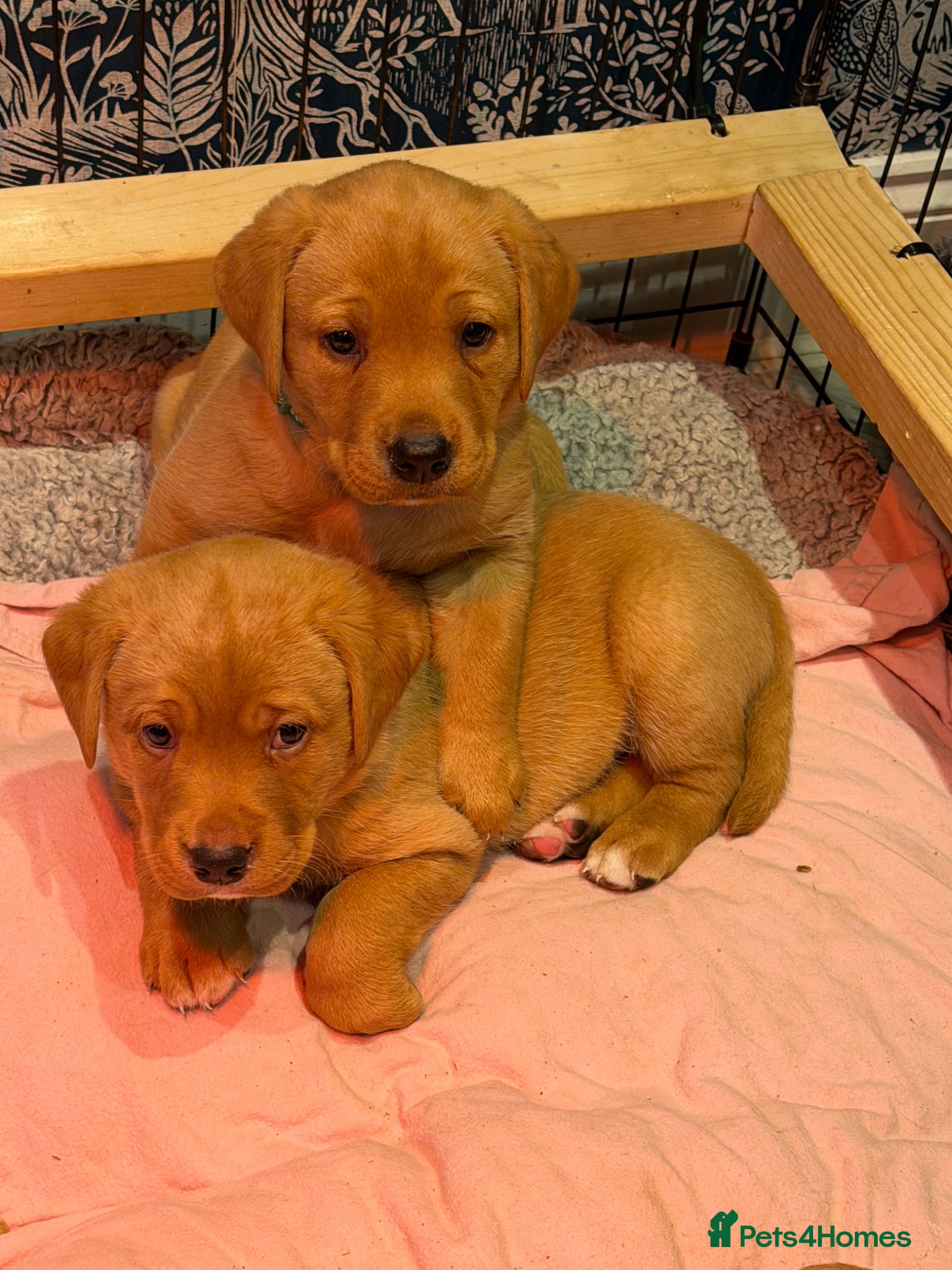 Labrador Retriever dogs Beautiful KC Registered yellow/fox read labs - Advert 10