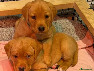 Labrador Retriever dogs Beautiful KC Registered yellow/fox read labs - Advert 10