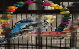 Budgerigars birds for sale: Female budgie (blue) - Image 2