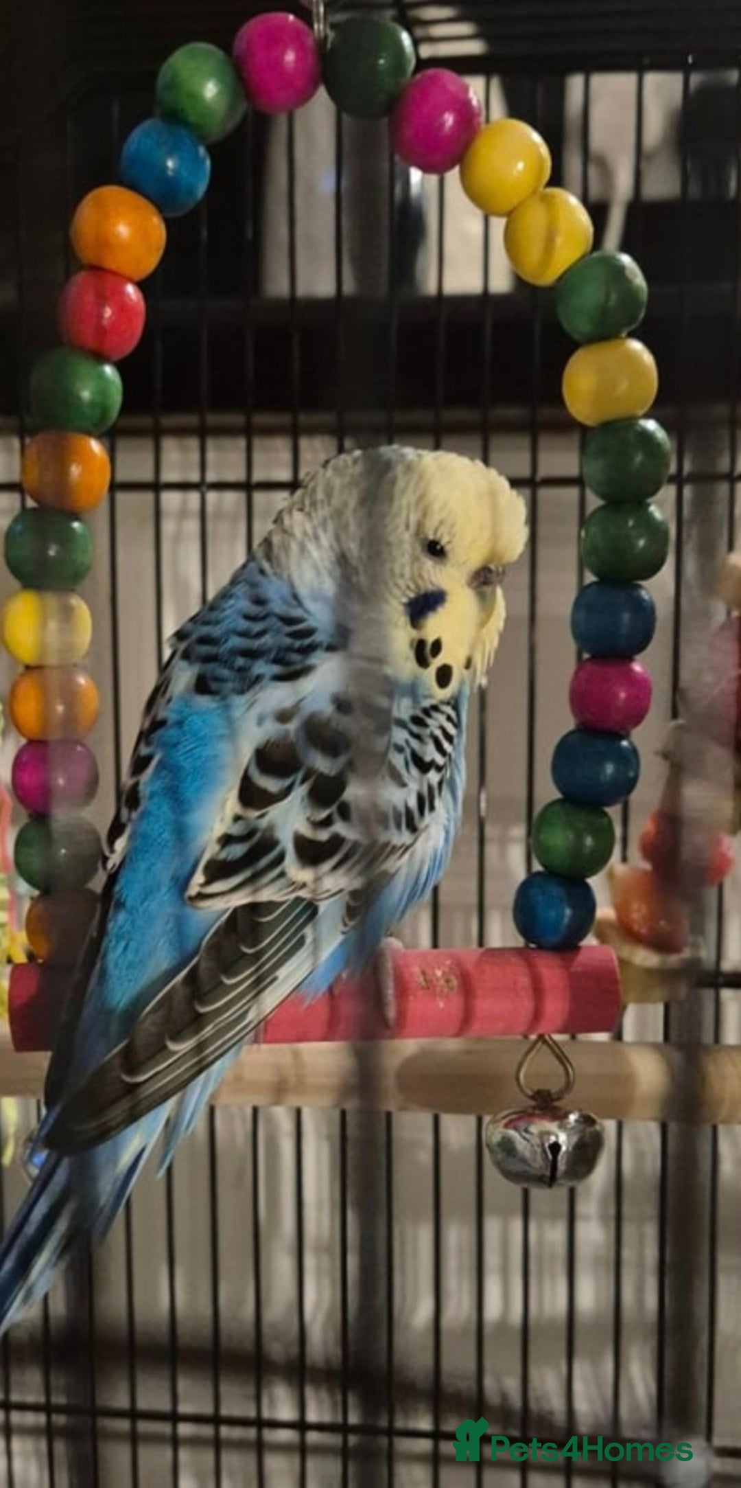 Budgerigars birds for sale: Female budgie (blue) - Image 2