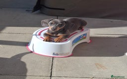 Miniature Dachshund dogs for sale: 2 miniature dachshund brothers different littters - Advert 6