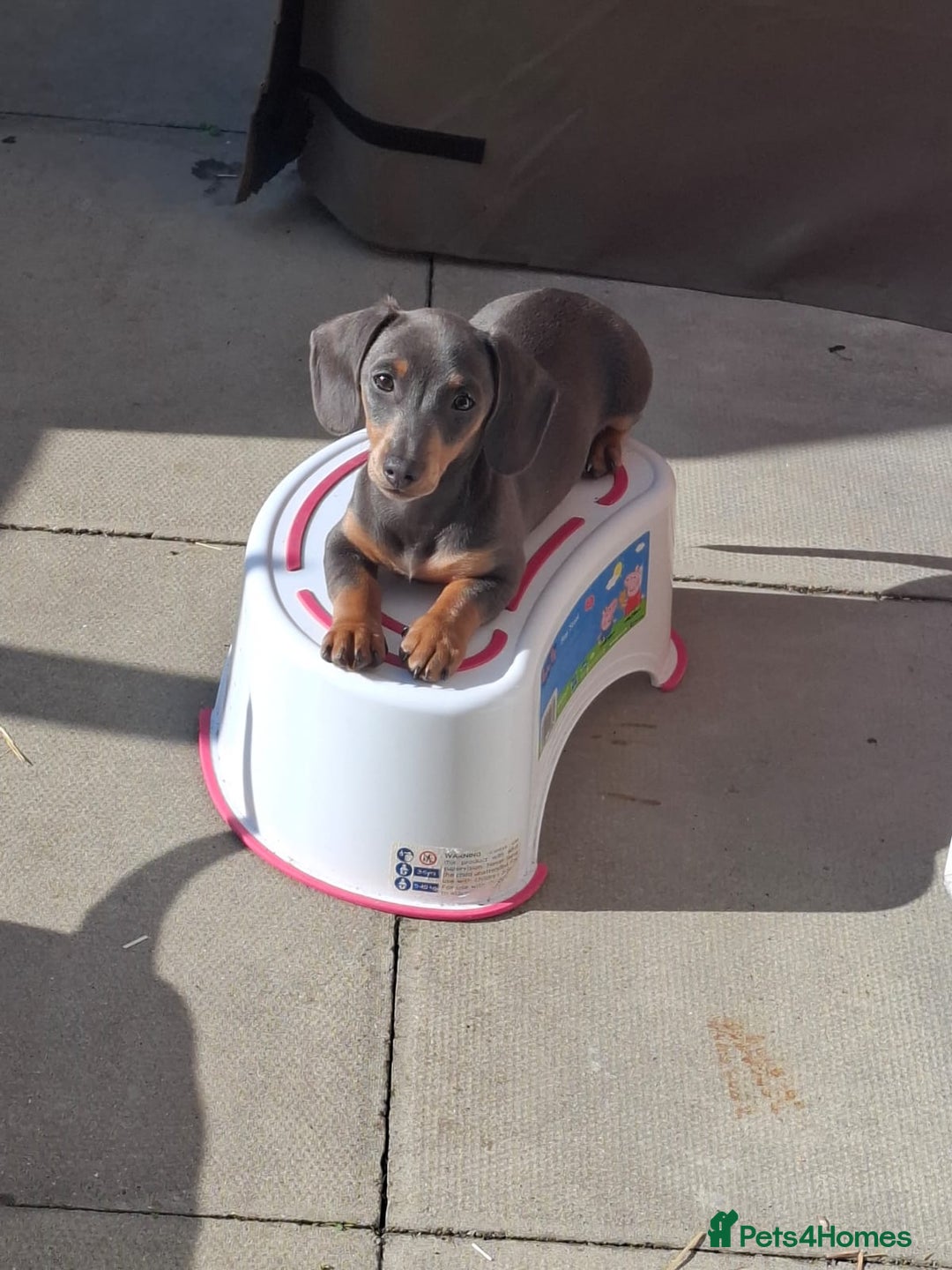 Miniature Dachshund dogs for sale: 2 miniature dachshund brothers different littters - Advert 6