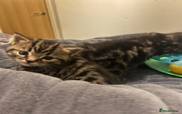 British Shorthair cats for sale: 4 Beautiful British Shorthair cross Kittens  - Image 27