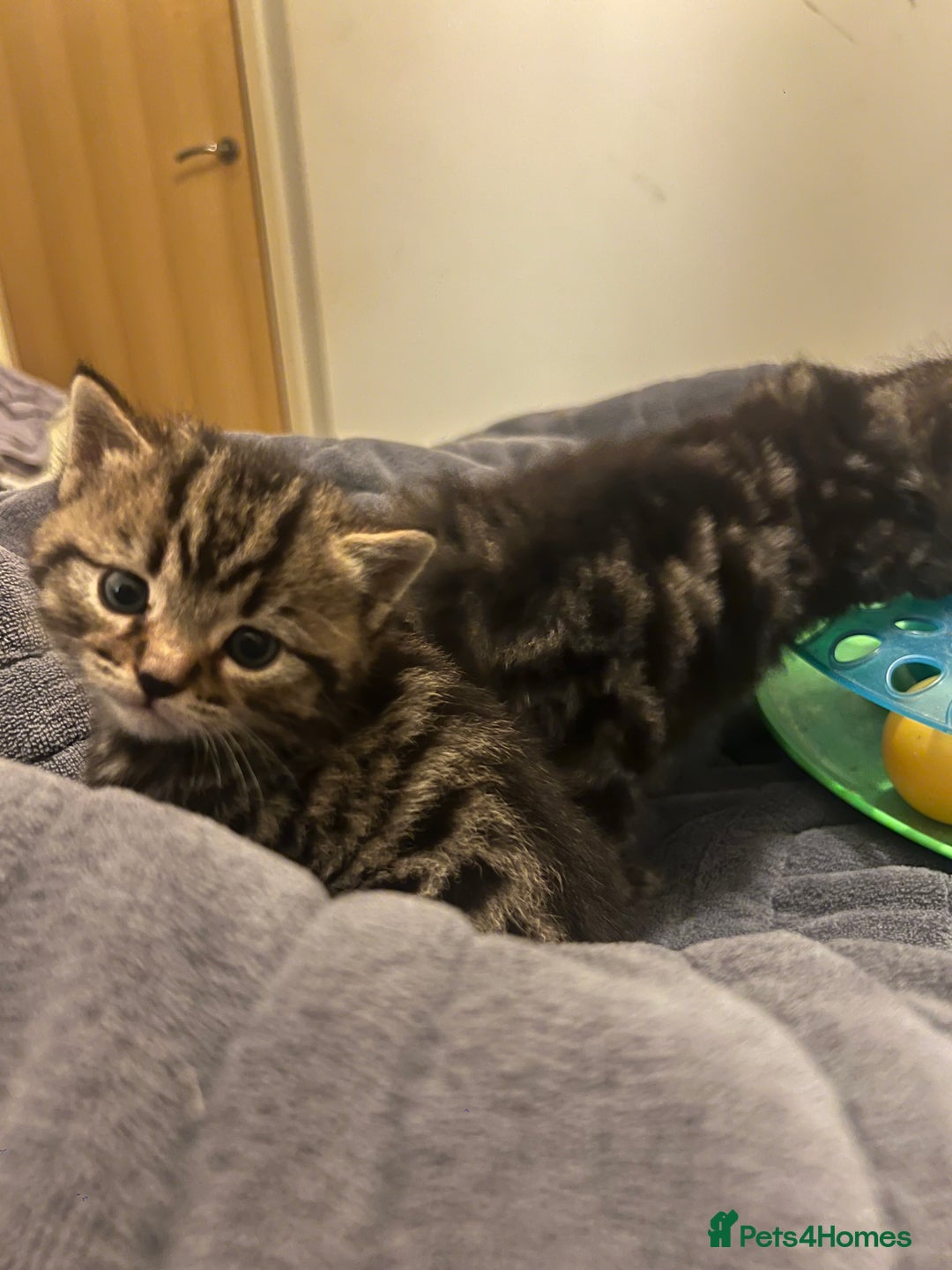 British Shorthair cats for sale: 4 Beautiful British Shorthair cross Kittens  - Image 27
