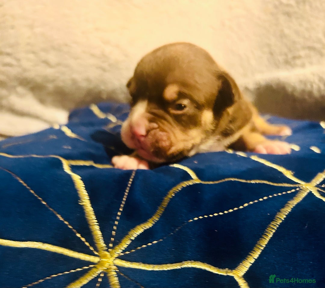 Olde English Bulldogge dogs for sale: Olde English bulldogges - Advert 3