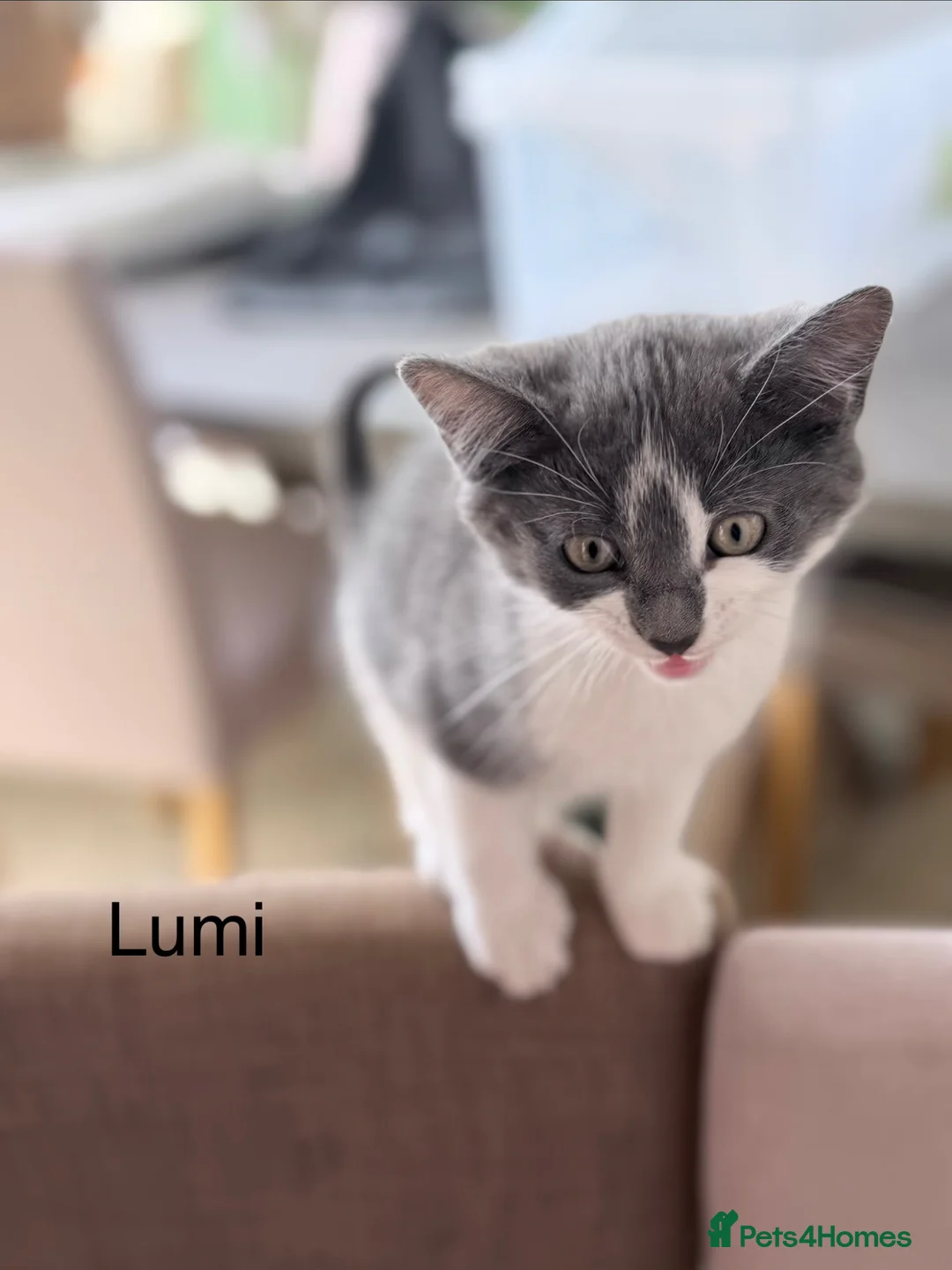 Mixed Breed cats for sale: Half Russian Blue kittens - Advert 2