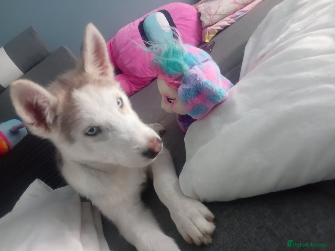 Siberian Husky dogs for sale: Sibirian Husky - Advert 5