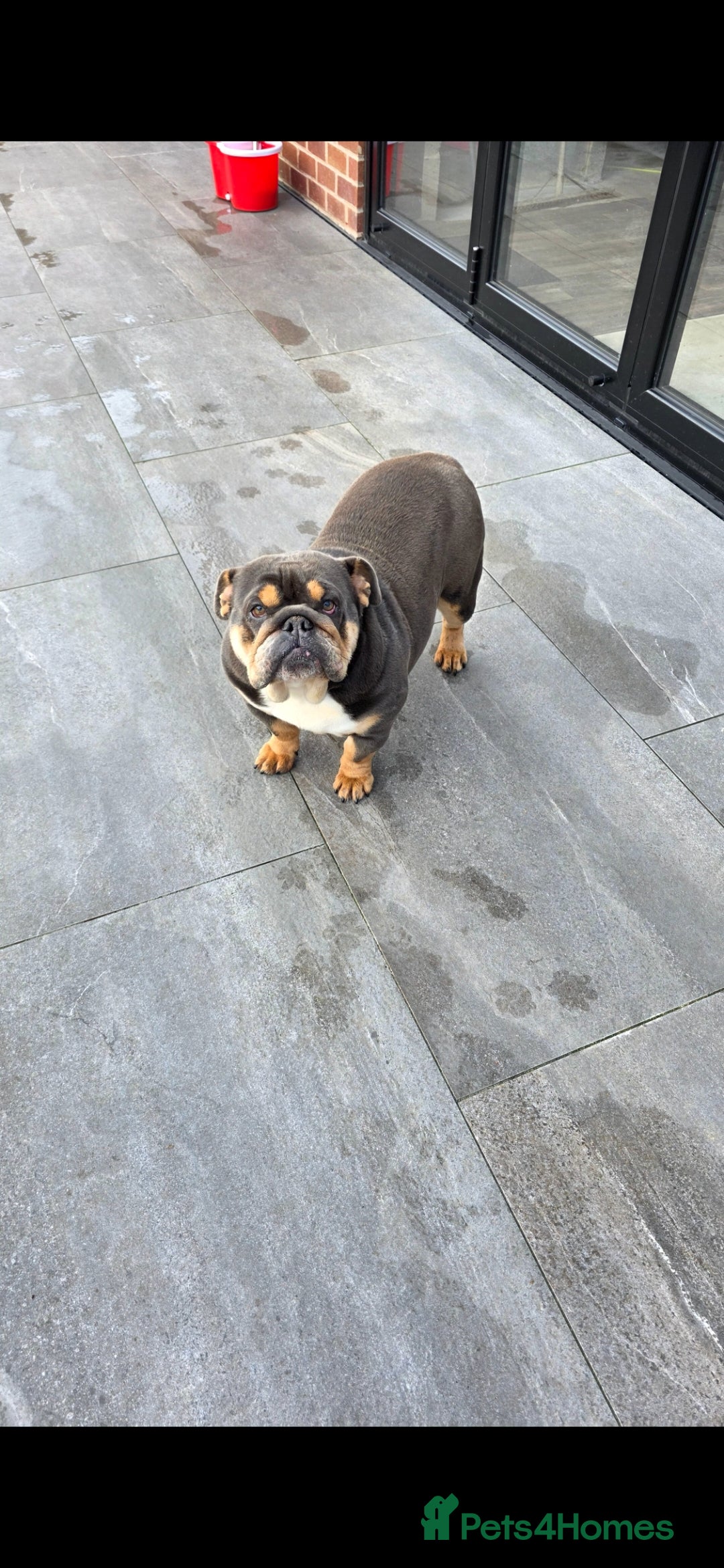 English Bulldog dogs for sale: English bulldog female almost 2 years old - Advert 3