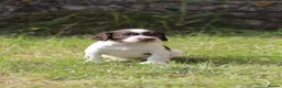 English Springer Spaniel dogs for sale: Springer spaniel puppies, Docked tails  in Hereford - Advert 15