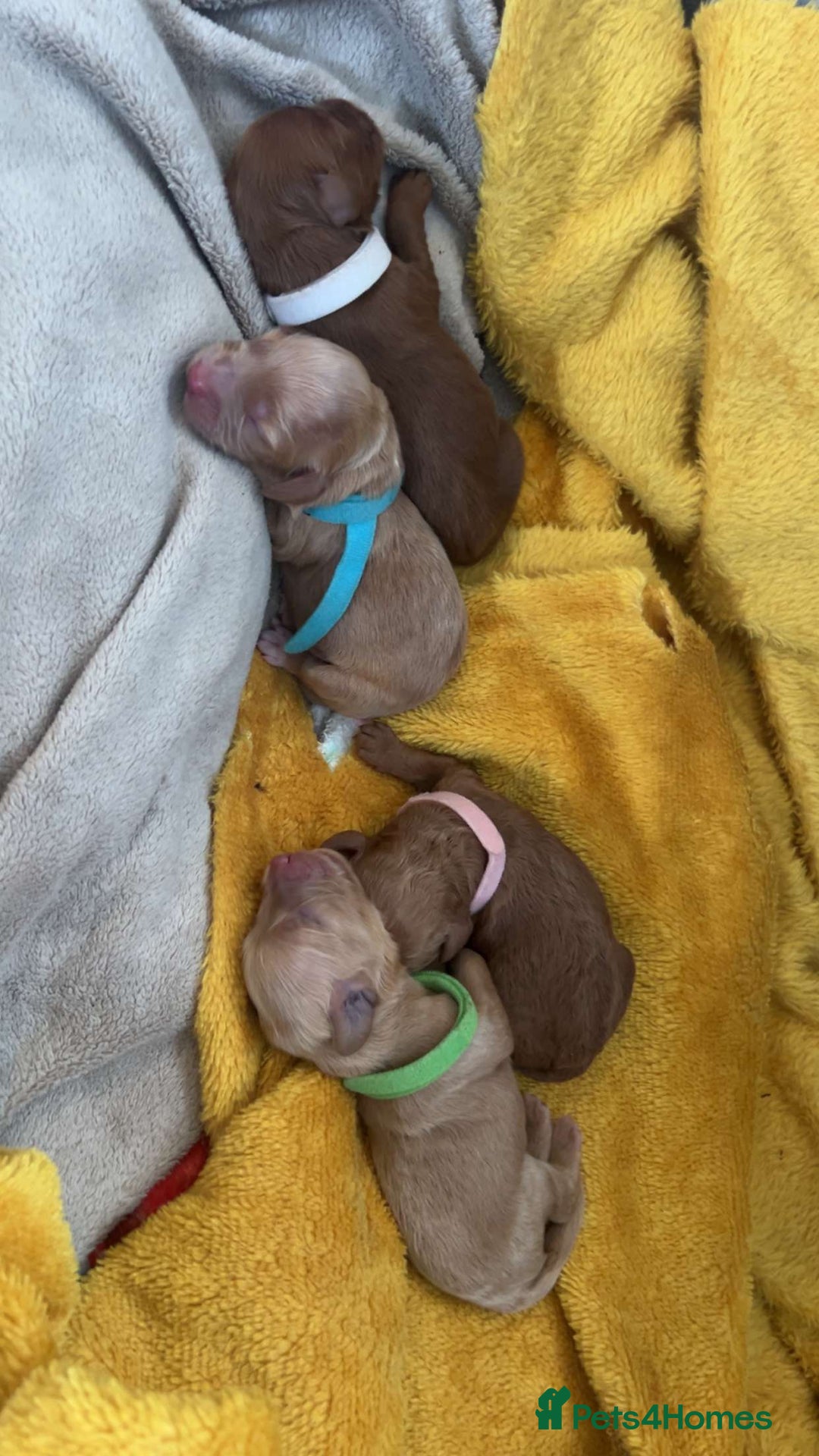 Cockapoo dogs for sale: 2 weeks old cockapoos  - Image 36