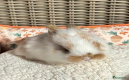 Mixed Breed rabbits for sale: Baby Bunnies - Image 3