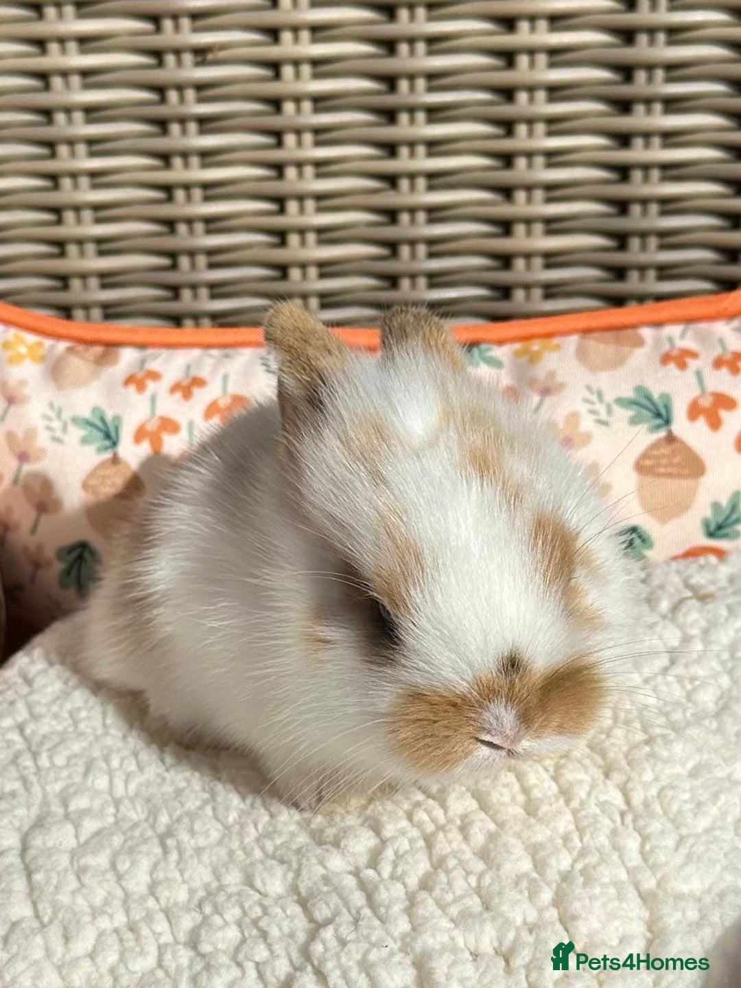 Mixed Breed rabbits for sale: Baby Bunnies - Image 3