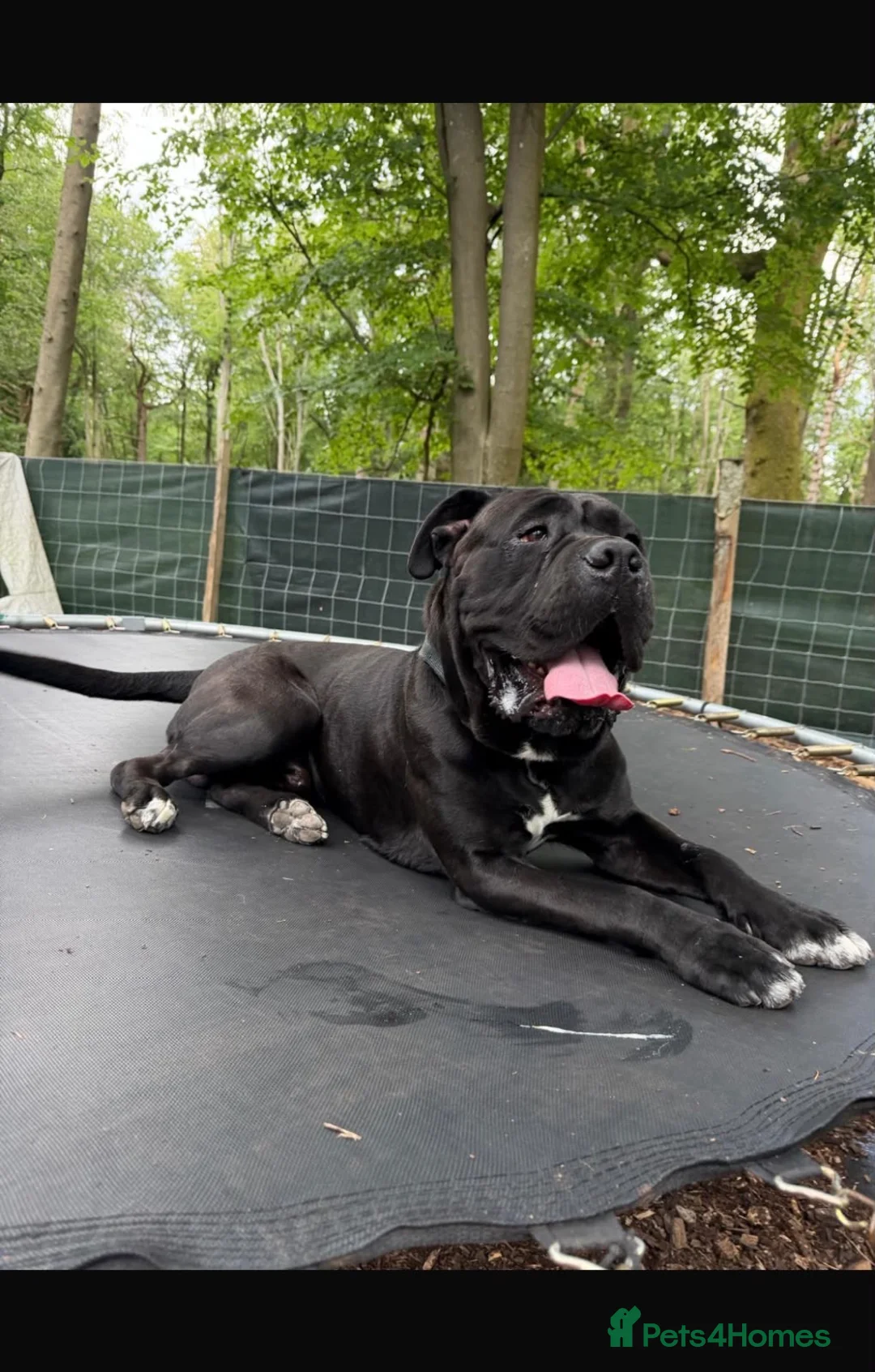 Cane Corso dogs for sale: Cane corso  in Orpington - Advert 5