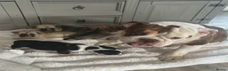 Mixed Breed dogs for sale: British bulldog cross pug puppies only two left  - Advert 2