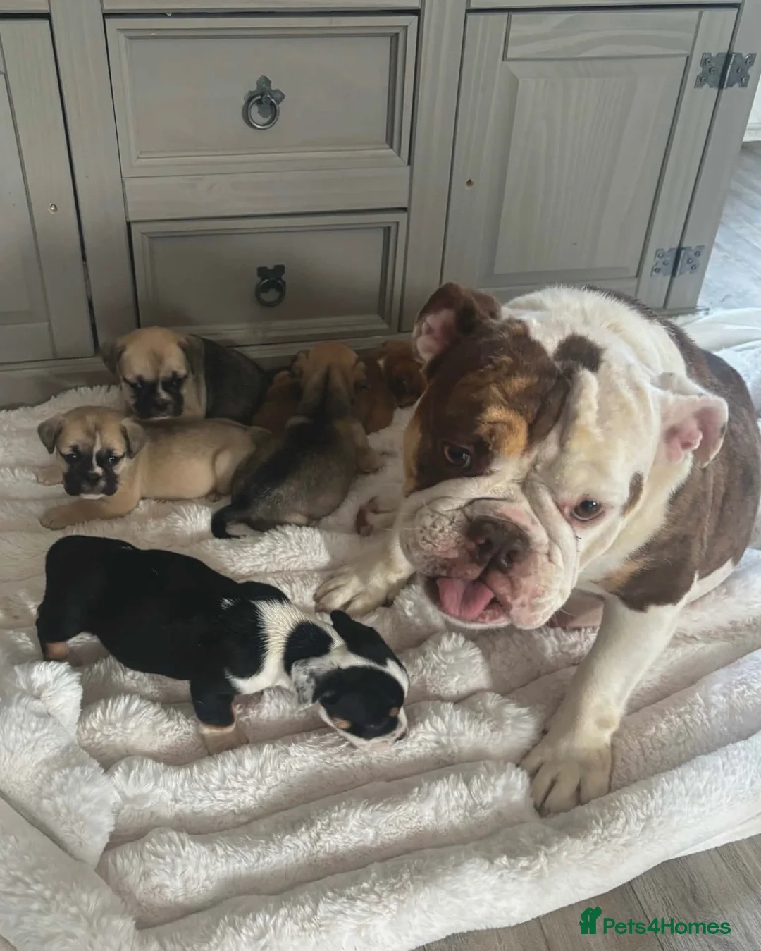 Mixed Breed dogs for sale: British bulldog cross pug puppies only two left  - Advert 2
