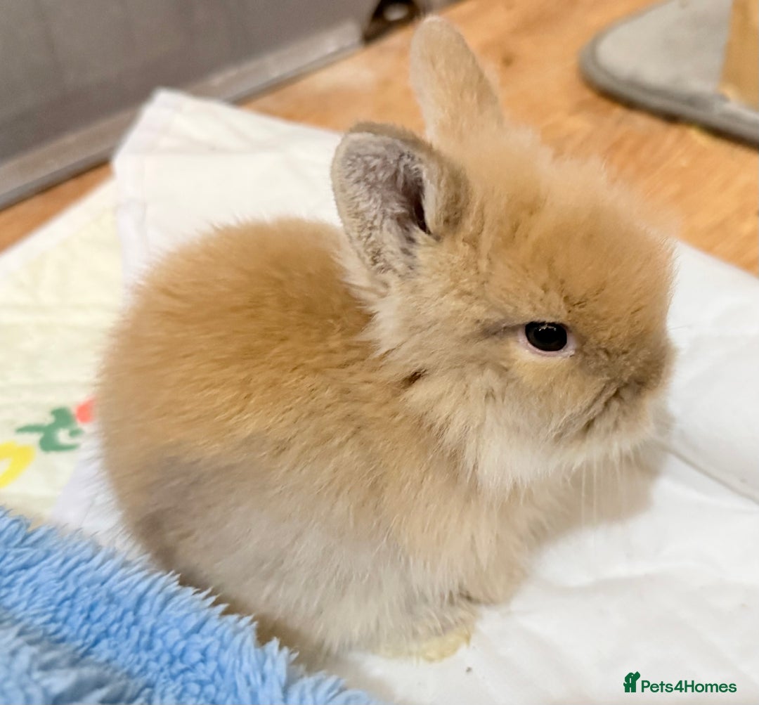 Lionhead rabbits for sale: 11 Double Maned Lionhead Babies For Sale - Advert 23