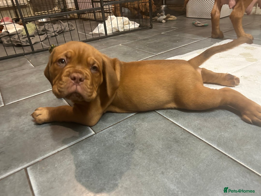 Dogue De Bordeaux dogs for sale: Litter due 2nd feb - Advert 5