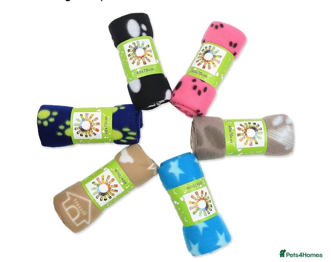 Cavapoochon dogs for sale: 🌟 Ready to leave 23rd Dec F1b cavapoochon puppies - Advert 23