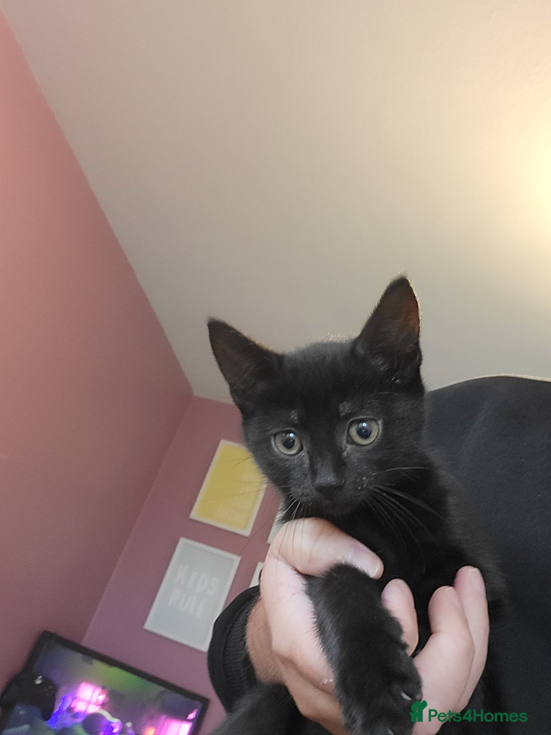 Mixed Breed cats for sale: 2 gorgeous kittens ready for there forever home - Image 5