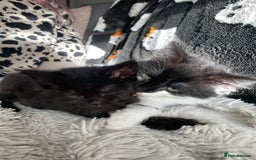 British Longhair cats for sale: Last Baby Girl Left ❤️ - Image 1