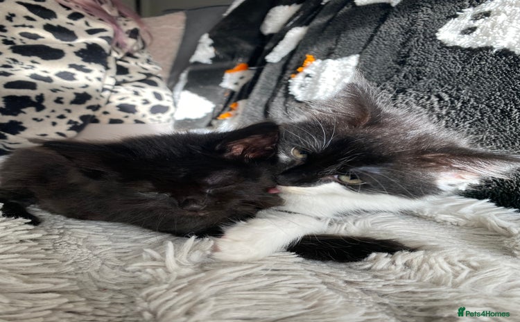 British Longhair cats - Advert 10