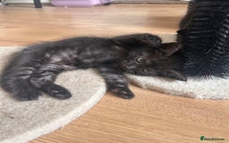 Maine Coon cats for sale:  Maine coon x BSH stunning kittens 😻 - Image 13
