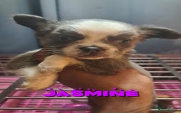 French Bulldog dogs for sale: ✨ Enchanted Frenchie Puppies Ready Now! ✨ - Advert 12