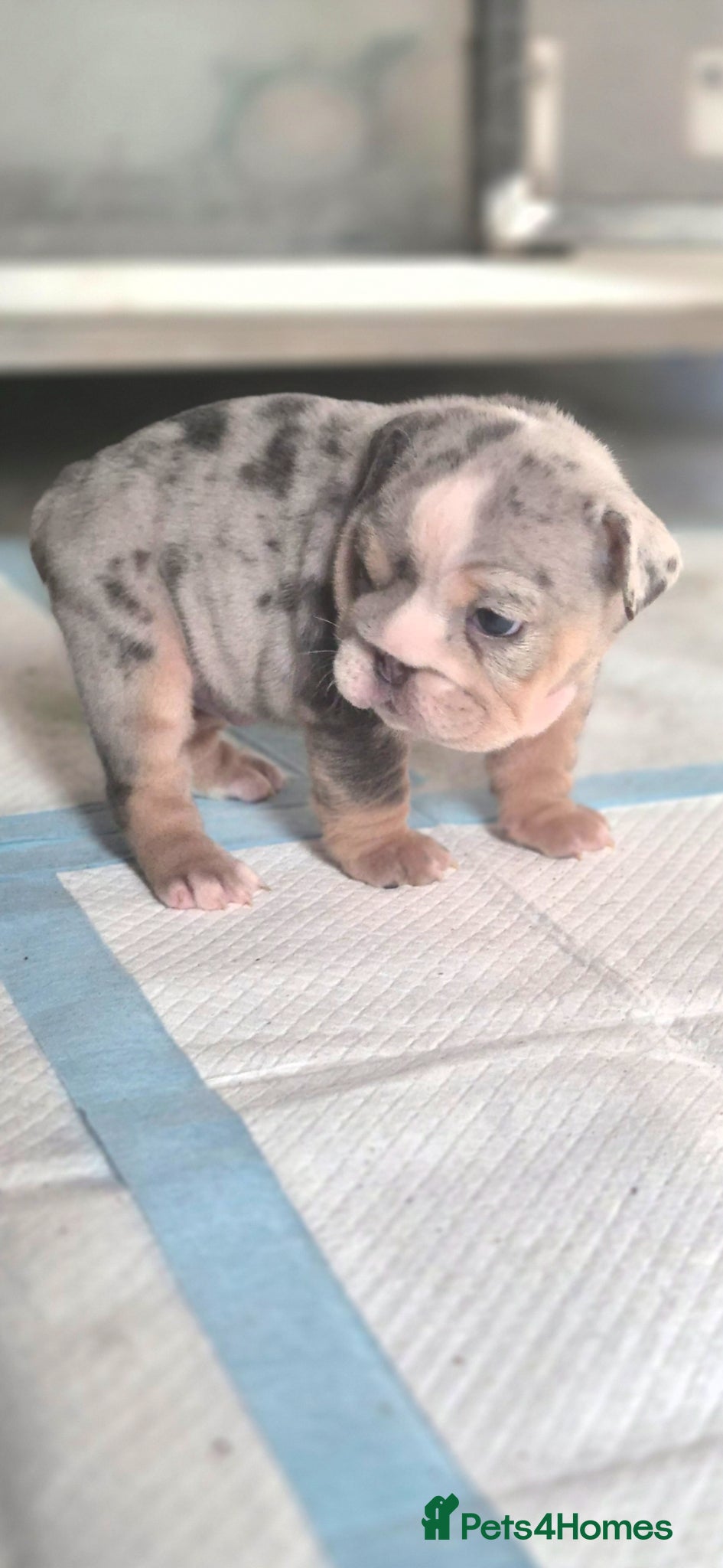 English Bulldog dogs Stunning Lilac Bulldogs - Advert 14