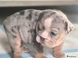 English Bulldog dogs Stunning Lilac Bulldogs - Advert 14