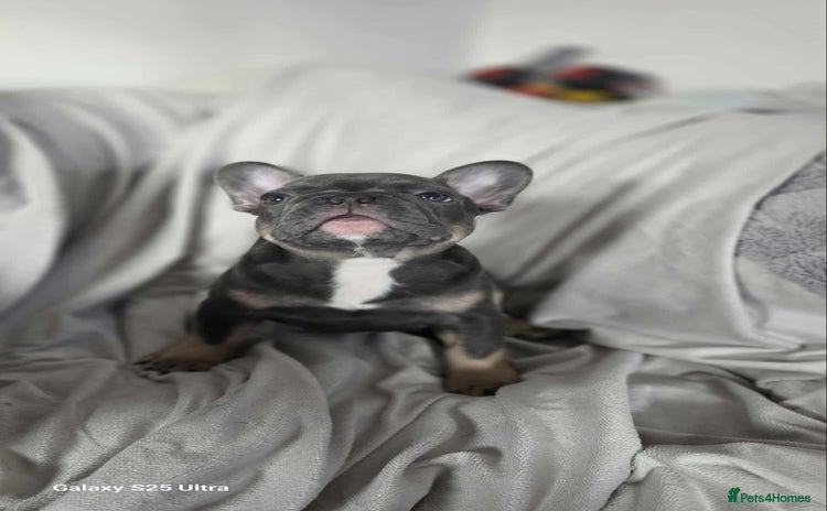French Bulldog dogs - Advert 9