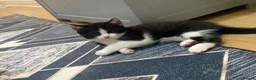 British Shorthair cats for sale: Two Lovely Male Kittens. Playful & Well Trained in Middlesbrough - Advert 3
