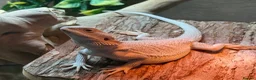 Dragon reptiles for sale: One neo zero& one red monster with set ips in Chesterfield - Advert 1