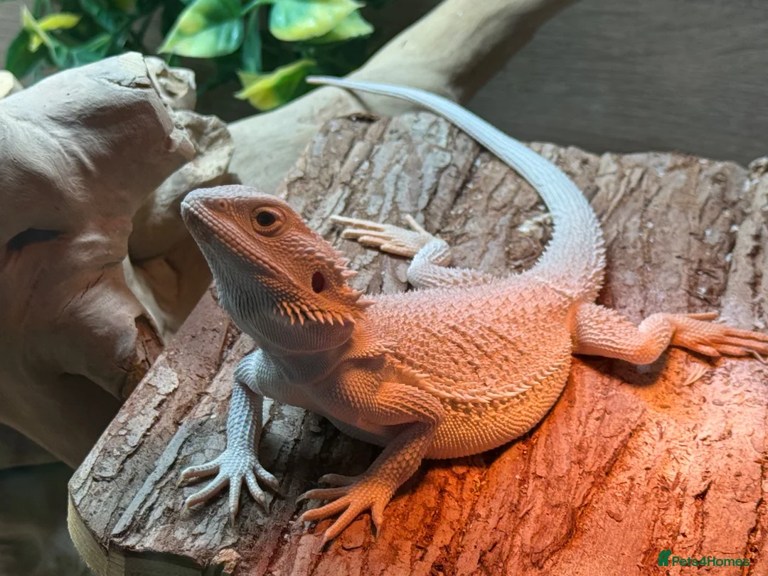 Dragon reptiles for sale: One neo zero& one red monster with set ips in Chesterfield - Advert 1