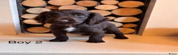 Cocker Spaniel dogs for sale: Working cocker spaniel puppy’s  - Advert 4