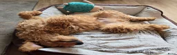 Goldendoodle dogs for sale: Billie - Gorgeous goldendoodle puppy in Chesterfield - Advert 3