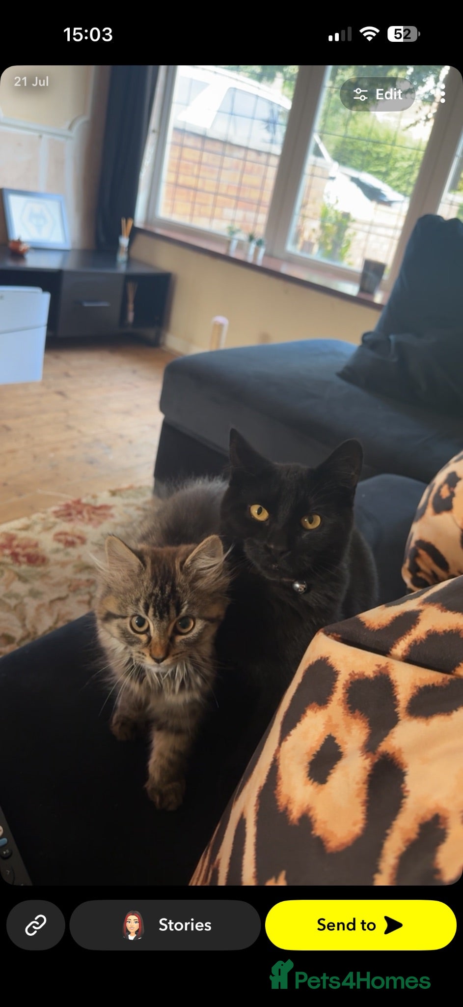 Mixed Breed cats Female kitten available  - Advert 6