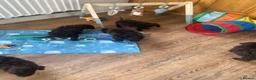Irish Water Spaniel dogs for sale: Irish Water Spaniels  in Bishop Auckland - Advert 31