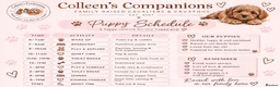 Cavalier King Charles Spaniel dogs for sale: Waiting list KC & extensively Health tested - Advert 5