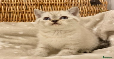 British Shorthair cats 🧸EXCEPTIONAL QUALITY PURE BREED BSH TEDDY BEARS🧸 - Advert 8