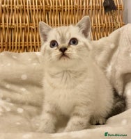 British Shorthair cats 🧸EXCEPTIONAL QUALITY PURE BREED BSH TEDDY BEARS🧸 - Advert 8