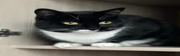 Domestic Shorthair cats for sale: Beautiful Nula looking for her forever home in Rotherham - Advert 4
